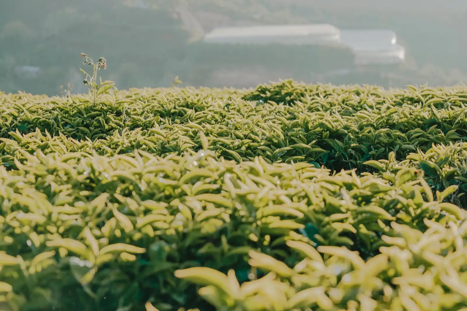生物制品GMP生产车间技术规范与质量控制要点解析